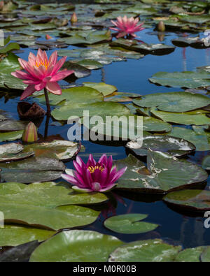 Seerose blüht und Lily Pads auf einem ruhigen Teich. Stockfoto