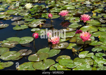 Seerose blüht und Lily Pads auf einem ruhigen Teich. Stockfoto