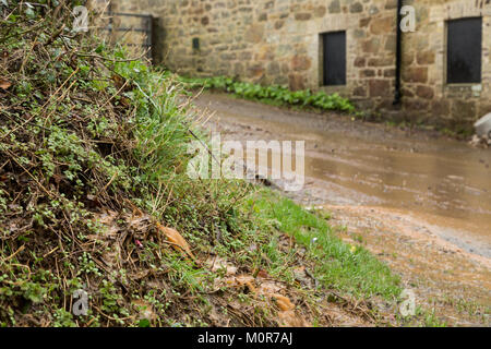 Cornwall, UK. 24 Jan, 2018. Schwere Regenfaelle haben beschränkte überschwemmung in Teilen von Cornwall verursacht. Die sintflutartigen Regenfälle läuft wie ein Fluss hinunter einen Cornish Road und nasser Witterung ist für den Rest der Woche prognostiziert. Credit: Jennifer Jordan/Alamy leben Nachrichten Stockfoto