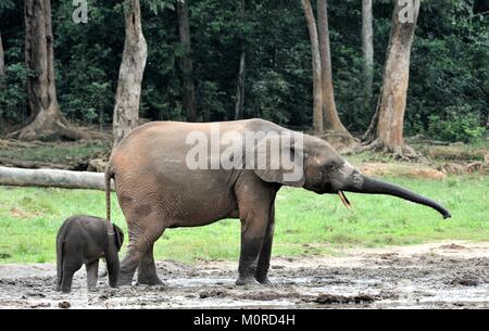 Der Elefant Kalb und elefantenkuh der Afrikanischen Wald Elefant, Loxodonta africana cyclotis. Auf der Dzanga Kochsalzlösung (eine Lichtung) Zentralafrikanische Stockfoto