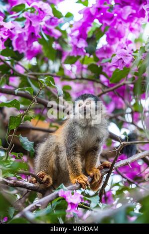 Die totenkopfäffchen und rosa Blüten. Die totenkopfäffchen saimiri sitzt in einer herrlichen Umgebung von Farben. Die gemeinsame Totenkopfäffchen (Saimiri sci Stockfoto