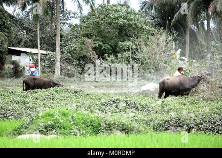 Daraga, Albay, Philippinen. 23 Jan, 2018. Die Landwirte besuchten ihre Tiere und Bauernhof Land trotz der vollen vulkanischer Asche fallen alle über dem Platz in der Gefahrenzone in Brgy. Masurawag, Guinobatan, Albay. Die ganze Stadt wird Geisterstadt nach dem Kräfte Evakuierung implementiert die lokale Regierung, nachdem das philippinische Institut für Vulkanologie und Seismologie (PHILVOLCS) Nummer 4 und breiter der Gefahrenzone 8 Kilometer Fläche nach Explosionen mit vulkanischer Asche gestern erklärt (22. Januar 2018). Credit: PACIFIC PRESS/Alamy leben Nachrichten Stockfoto