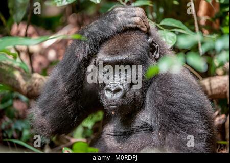 Porträt eines westlichen Flachlandgorilla (Gorilla gorilla Gorilla) Schließen in einem kurzen Abstand. erwachsenes Weibchen ein Gorilla in einem natürlichen Lebensraum. Dschungel Stockfoto