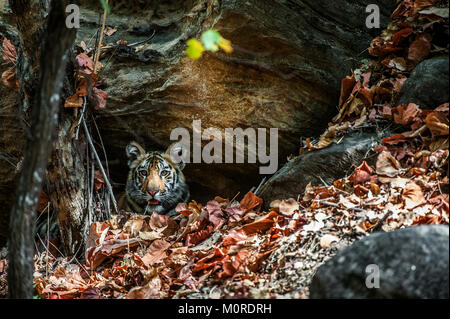 Junge Bengal Tiger im natürlichen Lebensraum. Die Bengal (indischen) Tiger Panthera tigris Tigris. Nationalpark von Indien Stockfoto