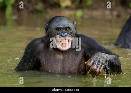 Lächelnd Bonobo im Wasser. Bonobo im Wasser mit Vergnügen und lächelt. Bonobo in Teich sieht für die Frucht, die in Wasser fiel. Bonobo (P Stockfoto