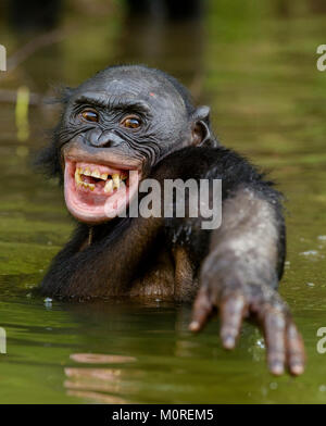 Lächelnd Bonobo im Wasser. Bonobo im Wasser mit Vergnügen und lächelt. Bonobo in Teich sieht für die Frucht, die in Wasser fiel. Bonobo (P Stockfoto
