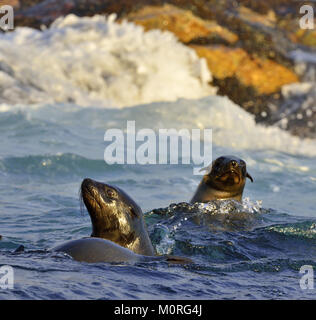 Kap Pelzrobben (Arctocephalus Pusillus). Kalk Bay, der False Bay, Südafrika Stockfoto