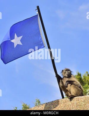 Pavian mit somalischen Flagge auf und blauer Himmel. Die Chacma baboon (Papio ursinus), auch als Kap Pavian bekannt. Stockfoto