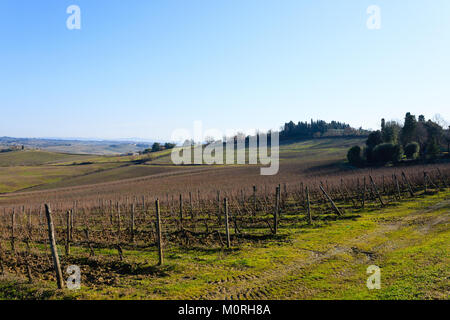 Reihen der Weinberge von Toskana. Italienischen Landwirtschaft. Schöne Landschaft Stockfoto