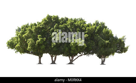 Gruppe von großen, grünen Bäumen auf weißem Hintergrund. Vier Bäume. Stockfoto