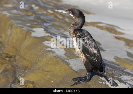 Brandts Kormoran (Phalacrocorax penicillatus) Vogelbeobachtung bei Ebbe auf Windansea Beach in La Jolla nördlich von San Diego, Kalifornien Stockfoto