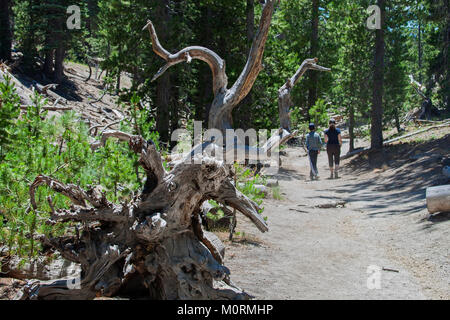 Wanderweg im Devils Postpile National Monument, Inyo National Forest, Madera County, Kalifornien, USA Stockfoto