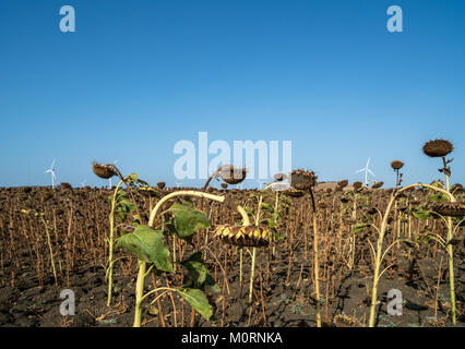 Ein Feld mit reifen Sonnenblumen in der Provinz von Cadiz, Andalusien, Spanien Stockfoto