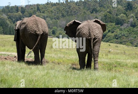 Knysna Western Cape South Afrtica. Circa 2017. Zwei junge männliche Elefanten füttern auf Gras, Rückansicht Stockfoto