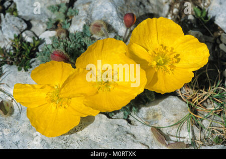 Gelbe Alpine Poppy, Provence, Südfrankreich/(Papaver rhaeticum, Papaver alpinum Subsp rhaeticum) | Gelber Alpenmohn, Provence, Frankreich Stockfoto