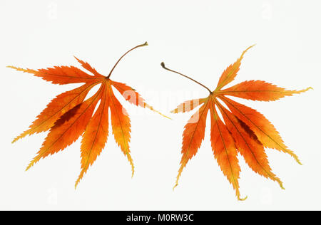 Japanischer Ahorn, Blätter im Herbst/(Acer palmatum) | Fecherahorn, Blaetter im Herbst/(Acer palmatum) Stockfoto