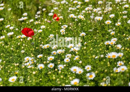 Frankreich, Vaucluse, regionalen Naturpark Luberon, Roussillon, Bereich der Ochse eye Daisy (Leucanthemum vulgare) und Mohn (Papaver rhoeas) Stockfoto