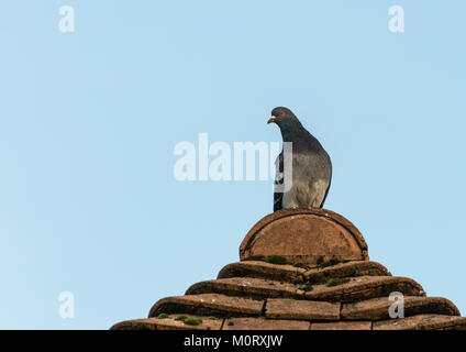 Ein Schuss von einem Verwilderten Tauben sitzen auf einem Dach. Stockfoto