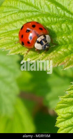 Ein Marienkäfer, der in einer Nahaufnahme aufgenommen wurde, wird am Rand eines Blattes oder einer Pflanze dargestellt. Das Foto zeigt die zarten Merkmale des Insekts, bekannt für seinen roten Körper und seine schwarzen Flecken, die in vielen Kulturen Glück symbolisieren. Stockfoto