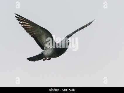 Ein Schuss eines freilebende Stadttaubenpopulationen durch einen grauen Himmel fliegen. Stockfoto