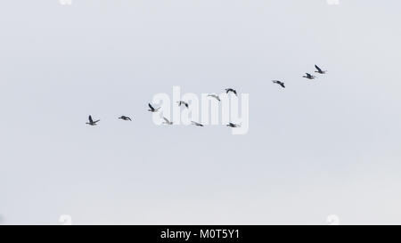 Ein Schuss von einige Gänse in einer V-Formation fliegen. Stockfoto