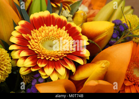 Einen Blumenstrauß. Rot, Gelb, Orange und Lila Blumen sind in einem Blumenstrauß gesammelt. Stockfoto