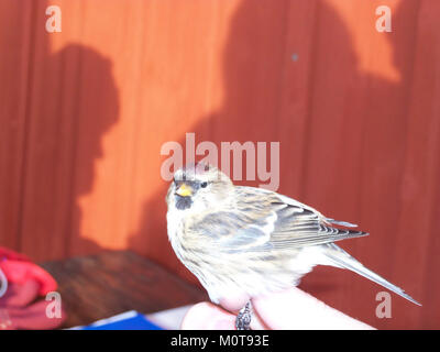 Foto einer gemeinsamen Rotpoll (Carduelis flammea), die am Landsort Bird Observatory in Schweden beringt (gebündelt) wird, was zu ornithologischen Studien und Vogelwanderungsforschung beiträgt. Stockfoto
