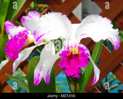 Cattleya mossiae, eine Orchideenart, die für ihre atemberaubende Schönheit bekannt ist, in Form von „Aquinii“, ist in Venezuela heimisch. Die Blume ist Teil der reichen Artenvielfalt des Canaima-Nationalparks. Stockfoto