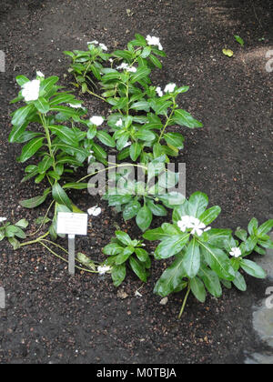 Catharanthus roseus, auch bekannt als Madagaskar Periwinkle, ist eine blühende Pflanze aus der Familie der Apocynaceae. Dieses Bild, aufgenommen im Palmengarten Frankfurt, zeigt seine leuchtend rosa Blüten, die in der Ziergärtnerei und der traditionellen Medizin verwendet werden. Stockfoto