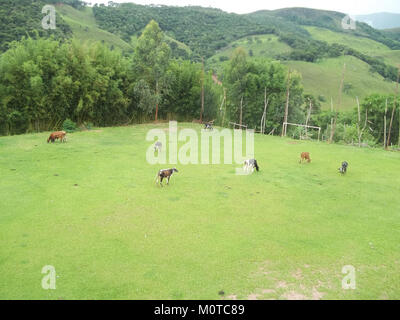 Eine Darstellung von Rindern, die weiden oder sich durch ein Fußballfeld bewegen, die den Kontrast zwischen Landwirtschaft und Sporteinrichtungen in einer ländlichen Umgebung unterstreicht. Stockfoto