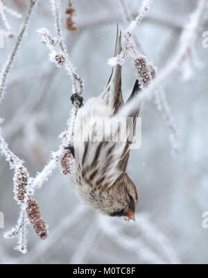 Das Bild zeigt einen Rotpoll (Carduelis flammea), einen kleinen singvogel, der für seine charakteristische rote Kappe und sein gestreiftes Gefieder bekannt ist und am 6. Januar 2013 in Oulu, Finnland, gefangen wurde. Redumfragen sind in Nordeuropa häufig und werden häufig in Wäldern und Tundra gesehen. Stockfoto