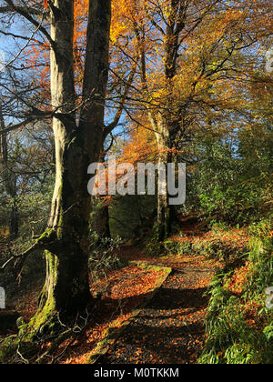 Irische Waldweg im Herbst Stockfoto