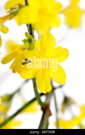 Aroma, Asien, botanische, Bush, Büsche, China, Blume, Blumen, Grün, Humile, Glas, Vase, Jasmin, Jasminum, Blatt, Blätter, Natur, natur, gelb Stockfoto