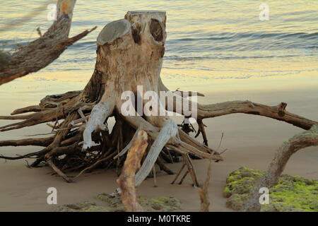 Driftwood stumpf auf Little Talbot Island, Florida Stockfoto