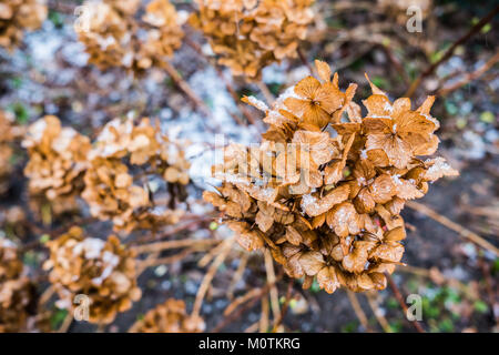 Getrocknet und braun Hydrangeaceae Blumen mit Schnee Stockfoto