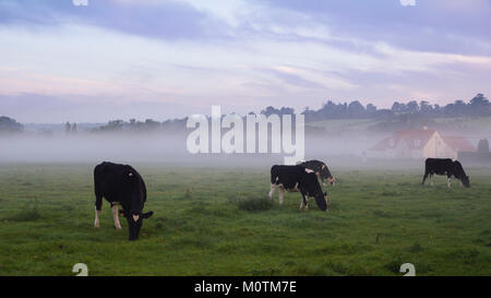 Drei Kühe grasen in frühen Morgennebel, Normandie, Frankreich, September 2012. Stockfoto