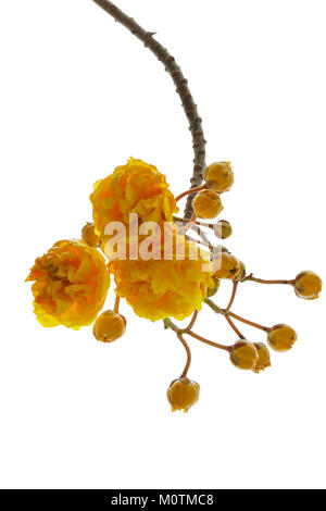 Cochlospermum regium Blume auf weißem Hintergrund. Stockfoto