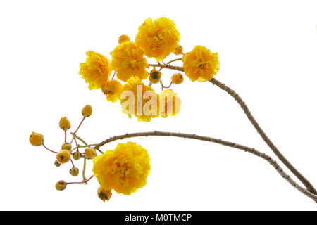 Cochlospermum regium Blume auf weißem Hintergrund. Stockfoto