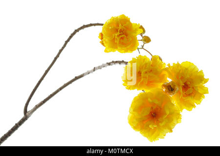 Cochlospermum regium Blume auf weißem Hintergrund. Stockfoto