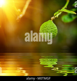 Bergamotte Obst ganz nah am Baum mit Reflektion Stockfoto