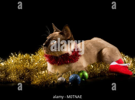 Stattliche Siamesische Katze mit goldenen Weihnachten Lametta und Kugeln, auf schwarzem Hintergrund Stockfoto