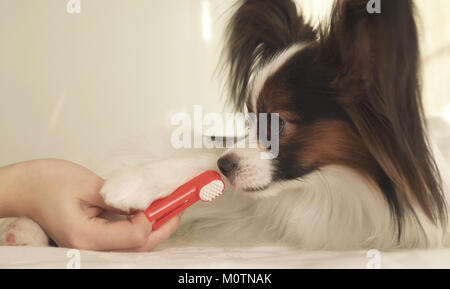 Junge Hunde Rassen Papillon, Continental Toy Spaniel Bürsten der Zähne mit der Zahnbürste Stockfoto