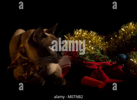 Siamesische Katze mit goldenen Weihnachten Lametta und Kugeln, auf schwarzen Hintergrund mit dramatische Beleuchtung Stockfoto