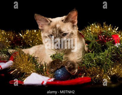 Adorable Tortie Point Siam Kitten im glitzernden Lametta Weihnachten mit ihren Pfoten auf einem blauen Christbaumkugel, auf schwarzem Hintergrund Stockfoto