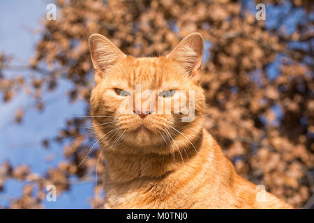 Stattliche ginger Tabby gegen Winter sky und trockene Blätter, gerade auf den Betrachter auf der Suche Stockfoto