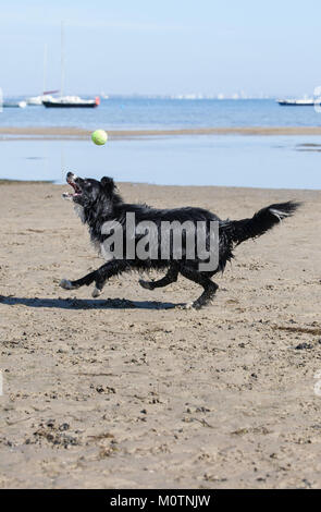 Border Collie auf der Jagd nach einem Ball am Strand Stockfoto