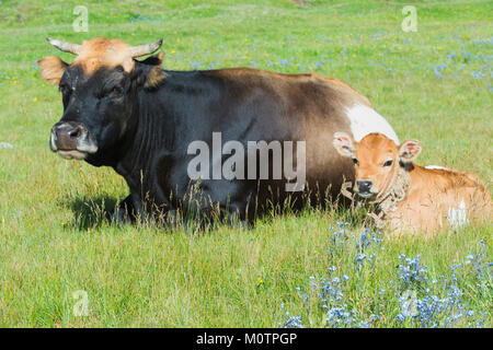 Kuh und Kalb in Gras ausruhen, Song Kol See, Provinz Naryn, Kirgisistan, Zentralasien Stockfoto