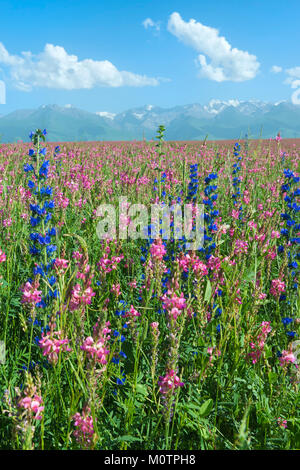 Wildblumen Feld vor Tien Shan Gebirge, Straßen Song Kol See, Provinz Naryn, Kirgisistan, Zentralasien Stockfoto