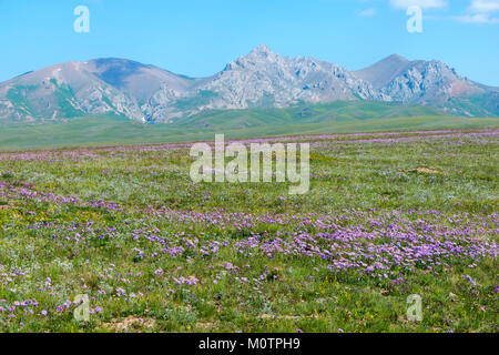 Wildblumen Feld vor Tien Shan Gebirge, Straßen Song Kol See, Provinz Naryn, Kirgisistan, Zentralasien Stockfoto