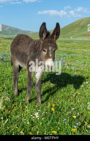 Esel, Song Kol See, Provinz Naryn, Kirgisistan, Zentralasien Stockfoto
